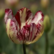 Tulipa 'Julia Farnesse'
