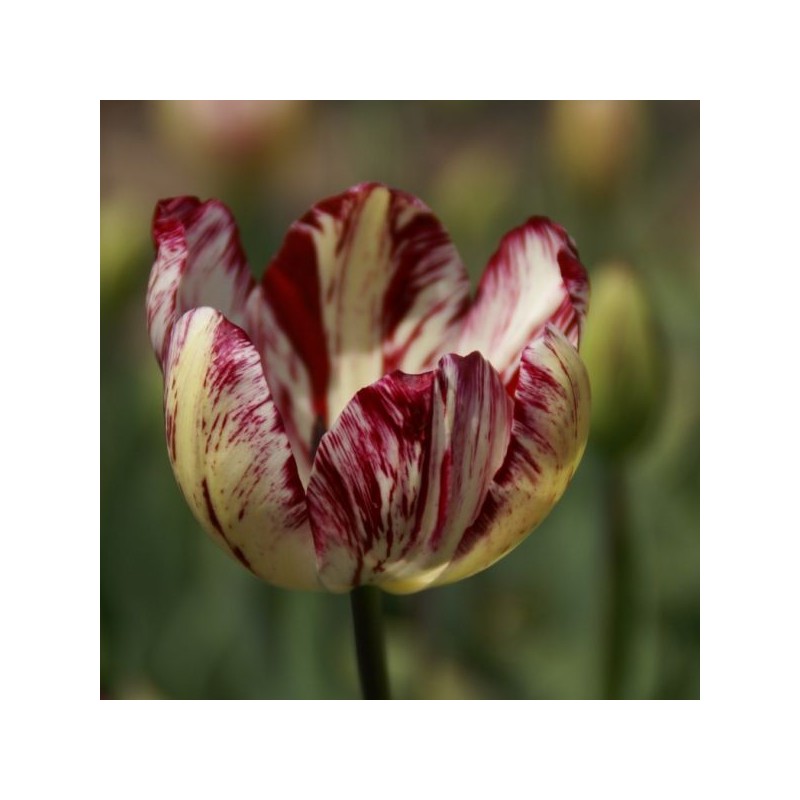 Tulipa 'Julia Farnesse'