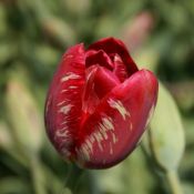 Tulipa 'Mabel virus'