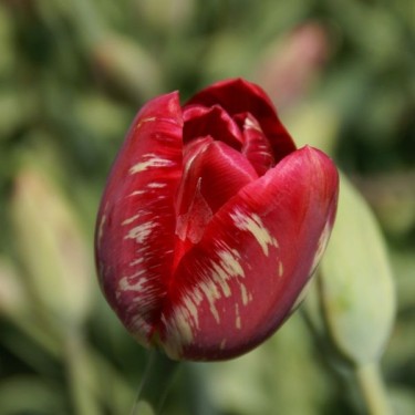 Tulipa 'Mabel virus'