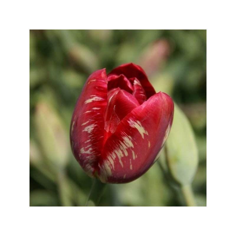 Tulipa 'Mabel virus'