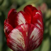 Tulipa 'Mabel virus'