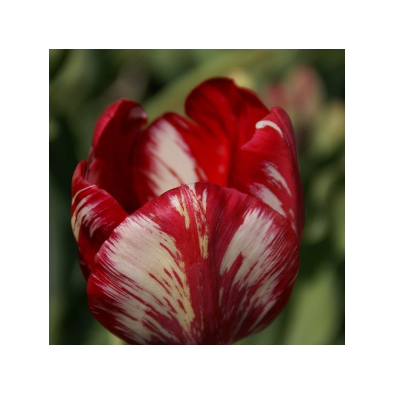Tulipa 'Mabel virus'