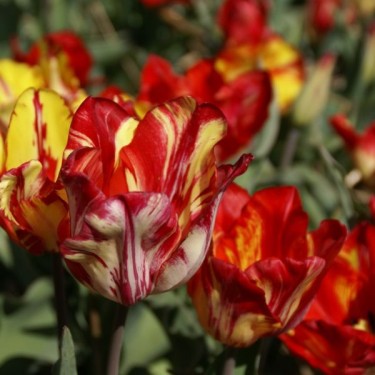 Tulipa 'Saskia'
