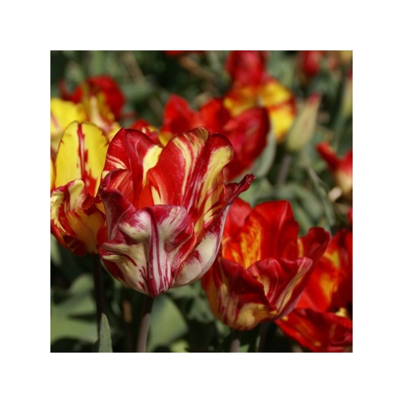 Tulipa 'Saskia'