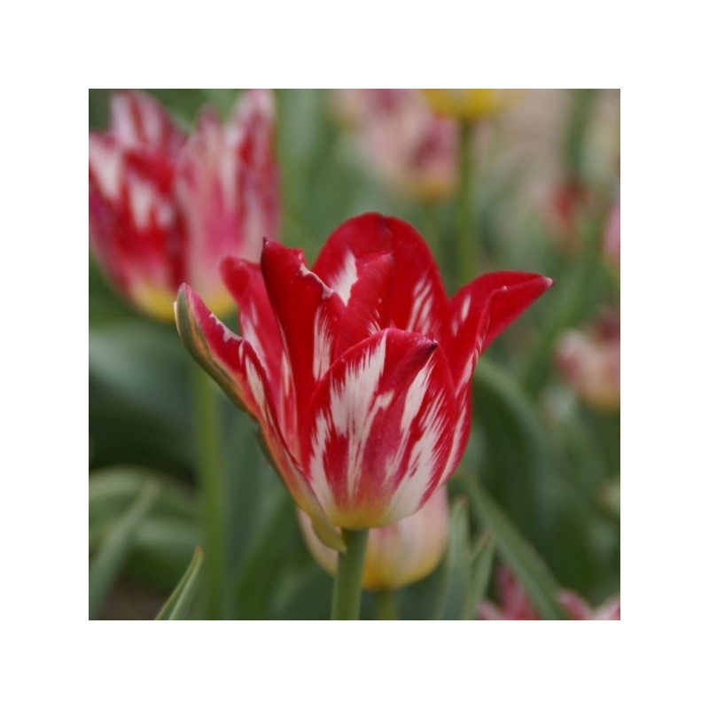 Tulipa 'Silver Standaard'