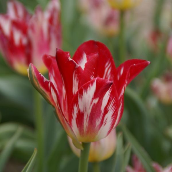 Tulipa 'Silver Standaard'