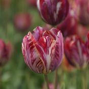 Tulipa 'The Lizard'