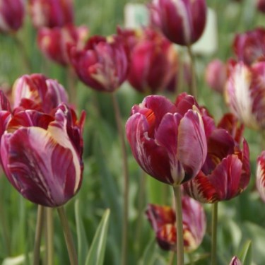 Tulipa 'The Lizard'