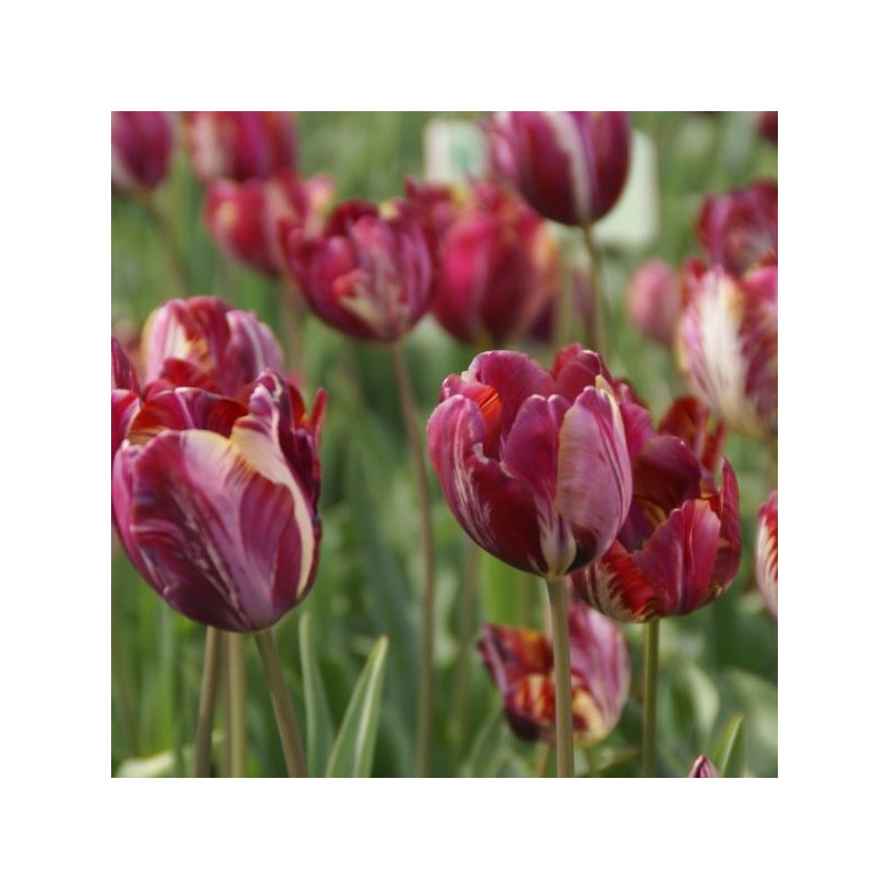Tulipa 'The Lizard'