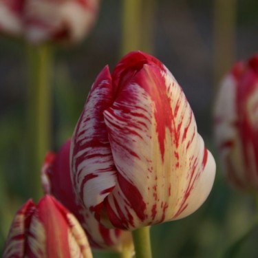 Tulipa 'The Lizard'