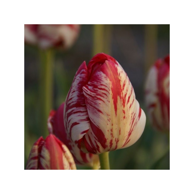 Tulipa 'The Lizard'