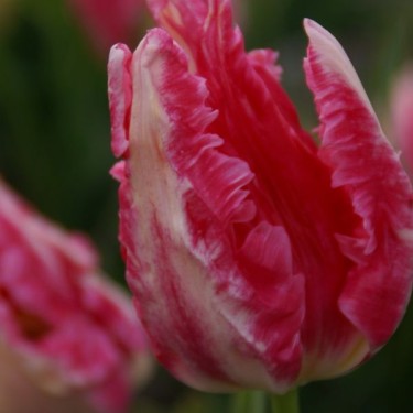 Tulipa 'Gemma'