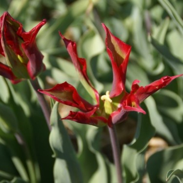 Tulipa 'Viridiflora'