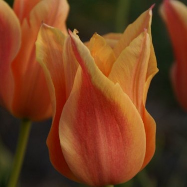 Tulipa 'Astor'
