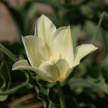 Tulipa 'Elegans Alba'