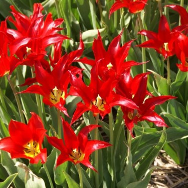 Tulipa 'Elegans'