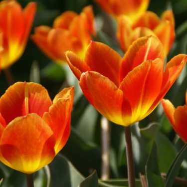 Tulipa 'Cardinal Rampollo'
