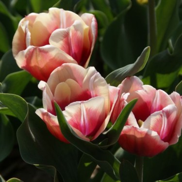 Tulipa 'Cerise Gris de Lin'