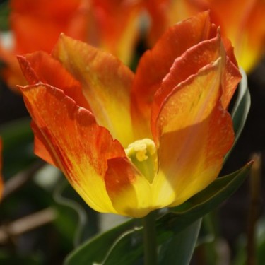 Tulipa 'Cottage Boy' Tulipa 'Cottage Boy'