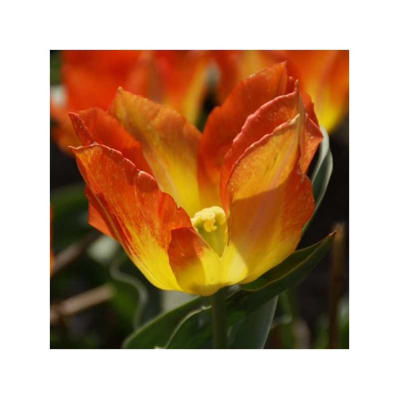 Tulipa 'Cottage Boy' Tulipa 'Cottage Boy'