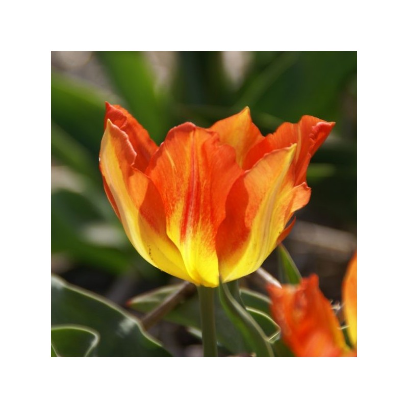 Tulipa 'Cottage Boy' Tulipa 'Cottage Boy'