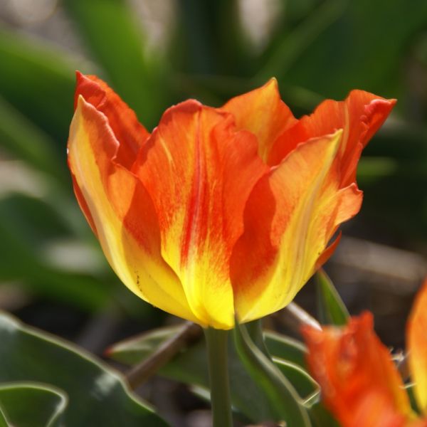Tulipa 'Cottage Boy'