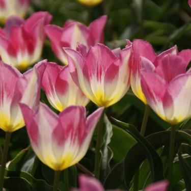 Tulipa 'Cottage Maid'