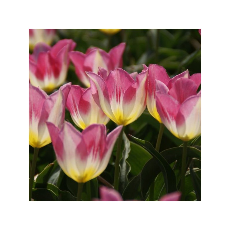 Tulipa 'Cottage Maid'