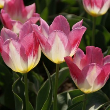 Tulipa 'Cottage Maid'