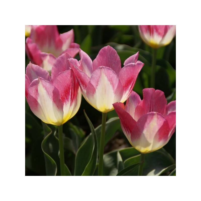 Tulipa 'Cottage Maid'