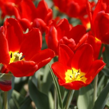 Tulipa 'Cramoisi Brilliant'