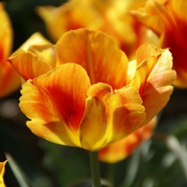 Tulipa 'Duc d' Orange'