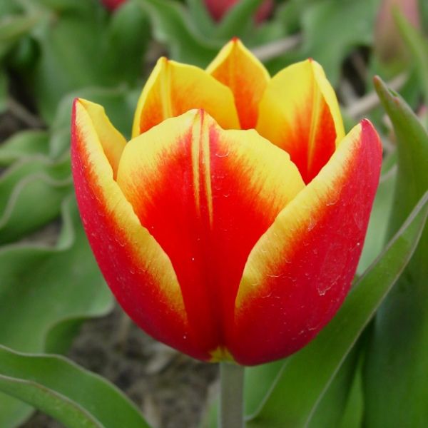 Tulipa 'Duc de Berlin'