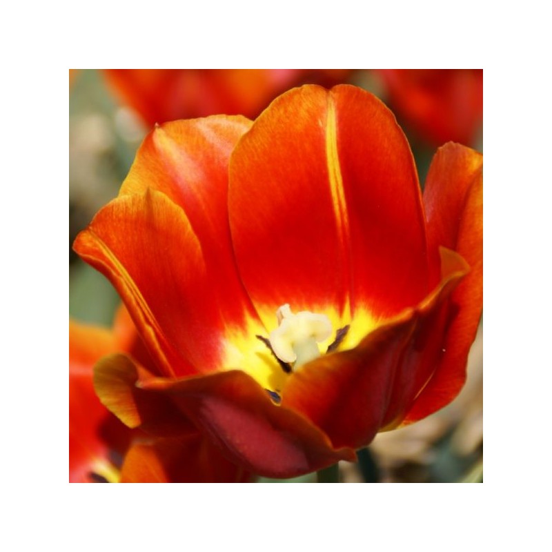Tulipa 'Duchesse de Parma'