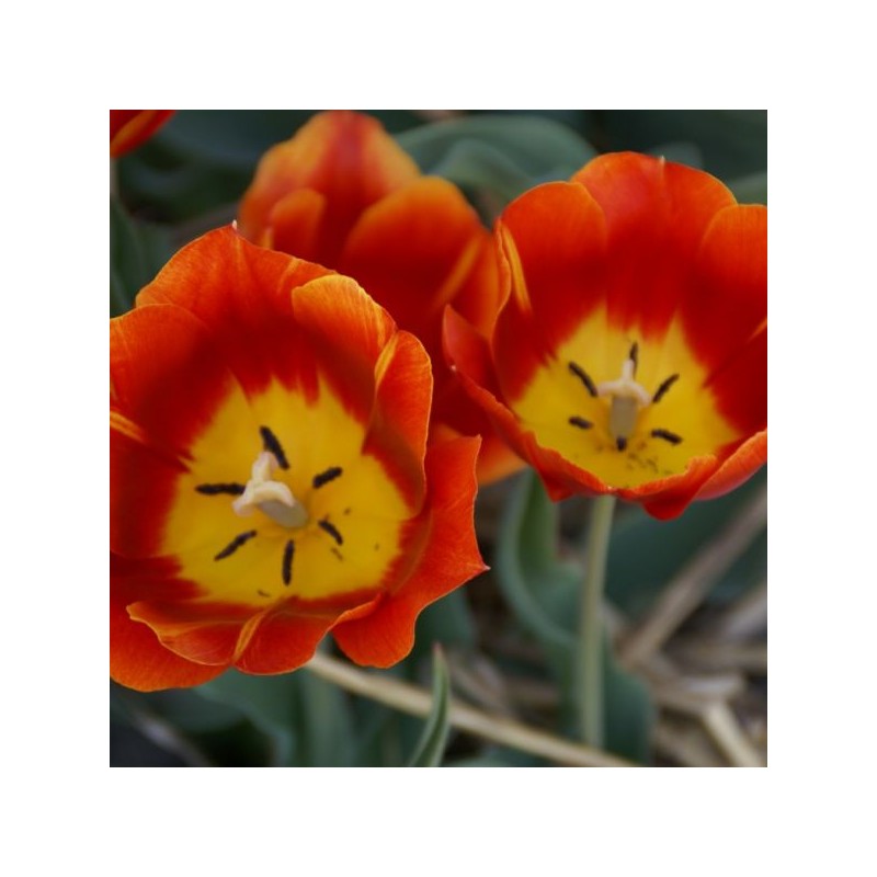 Tulipa 'Duchesse de Parma'