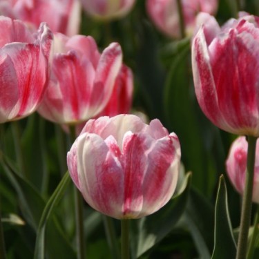 Tulipa 'Flamingo'