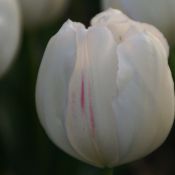 Tulipa 'La Reine Maxima'