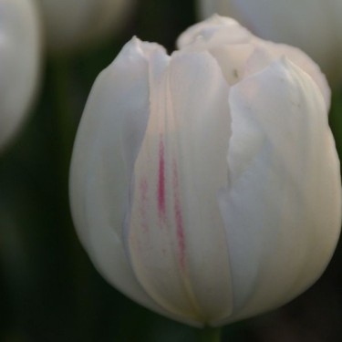 Tulipa 'La Reine Maxima'