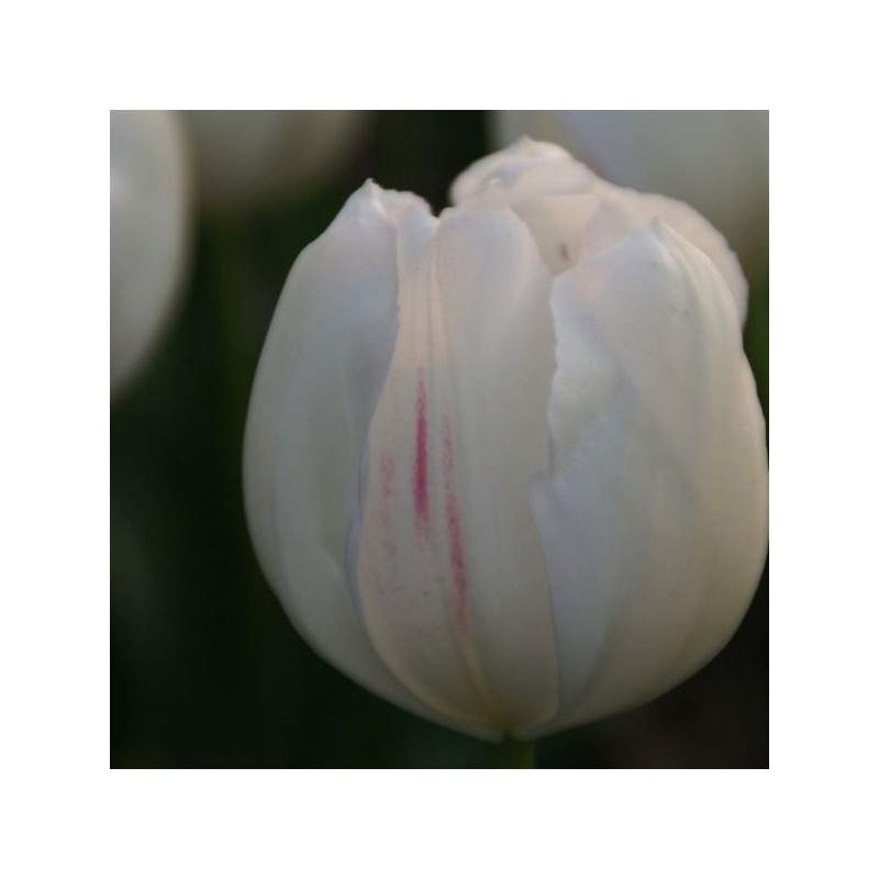 Tulipa 'La Reine Maxima'