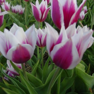 Tulipa 'Lac van Rijn'