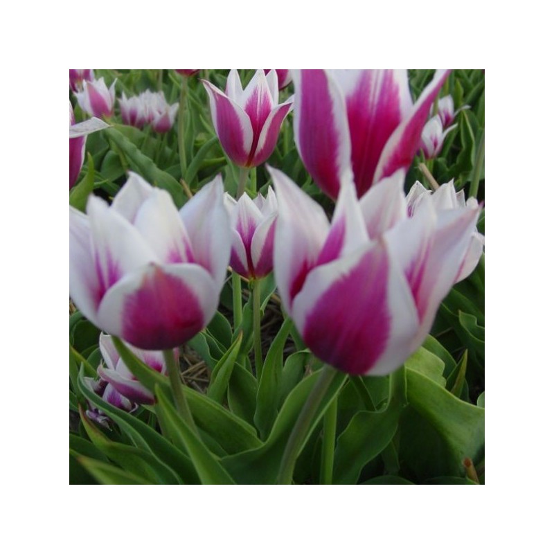 Tulipa 'Lac van Rijn'