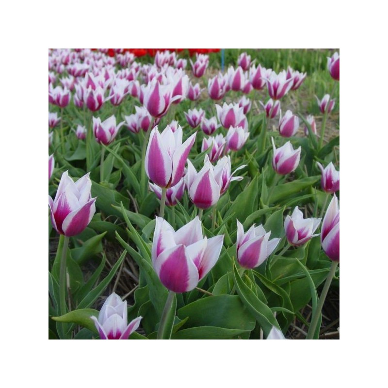 Tulipa 'Lac van Rijn'
