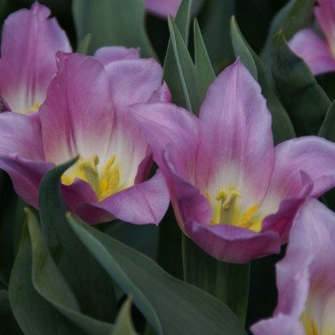 Tulipa 'Paragon Everwijn'