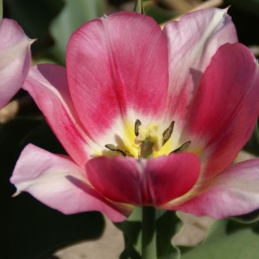 Tulipa 'Roos van Dekema'
