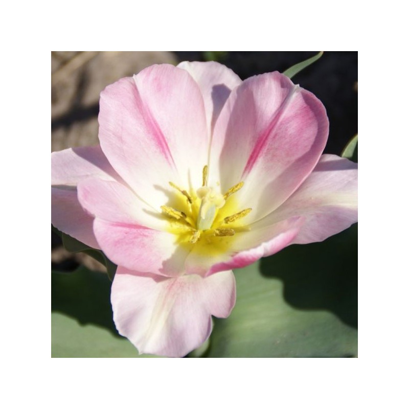 Tulipa 'Rosamunde Huykman'