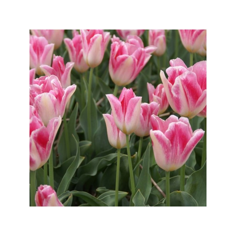 Tulipa 'Rosamunde Huykman'