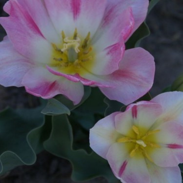 Tulipa 'Rosamunde Huykman'