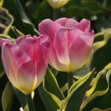 Tulipa 'Rose Luisante Foliage Variegated'