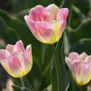 Tulipa 'Rose Luisante'